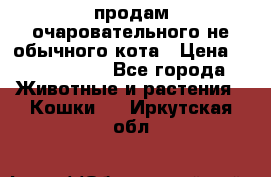 продам очаровательного не обычного кота › Цена ­ 7 000 000 - Все города Животные и растения » Кошки   . Иркутская обл.